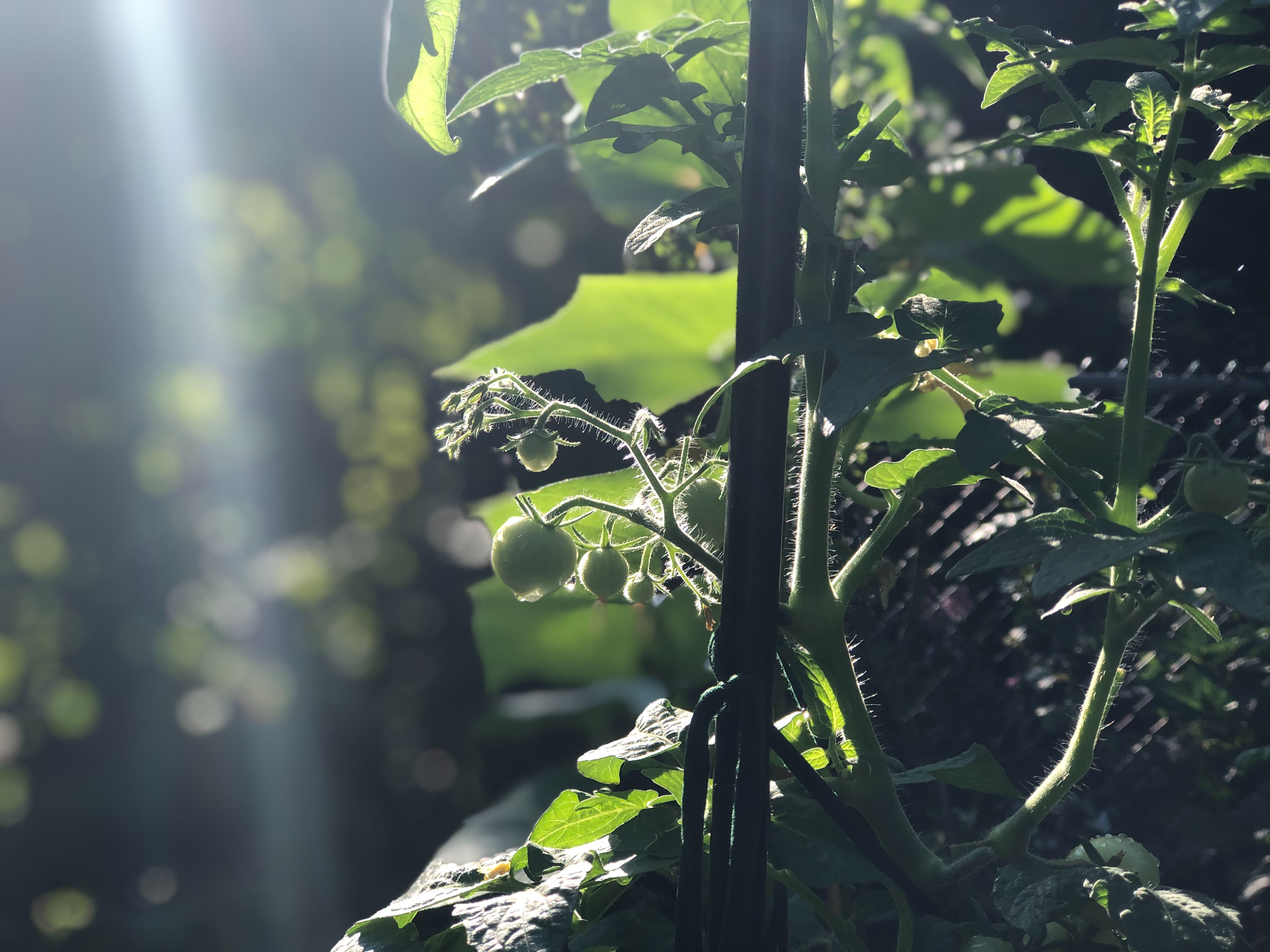 Tomatoes ripening in the kitchen garden